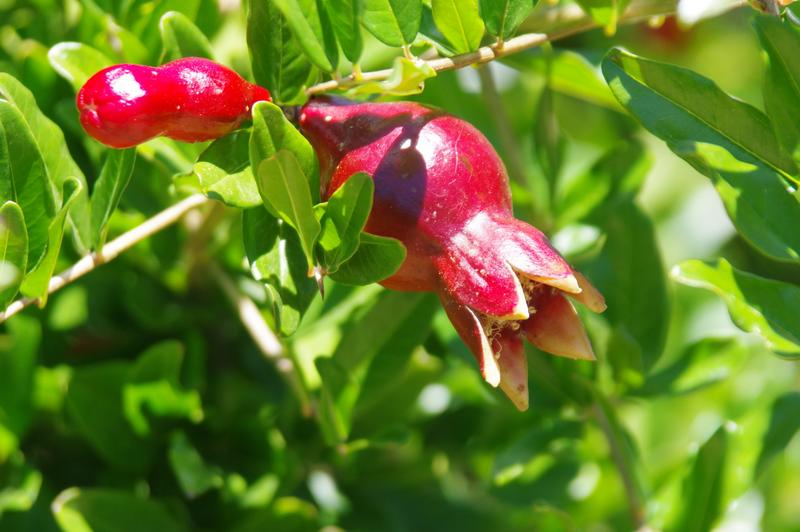 3 Bedroom Property for Sale in Citrusdal Western Cape